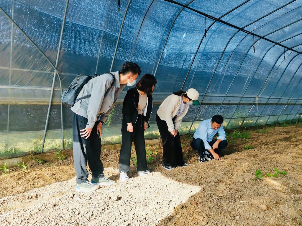 调研千阳县草碧镇董坊村食用菌种植大棚