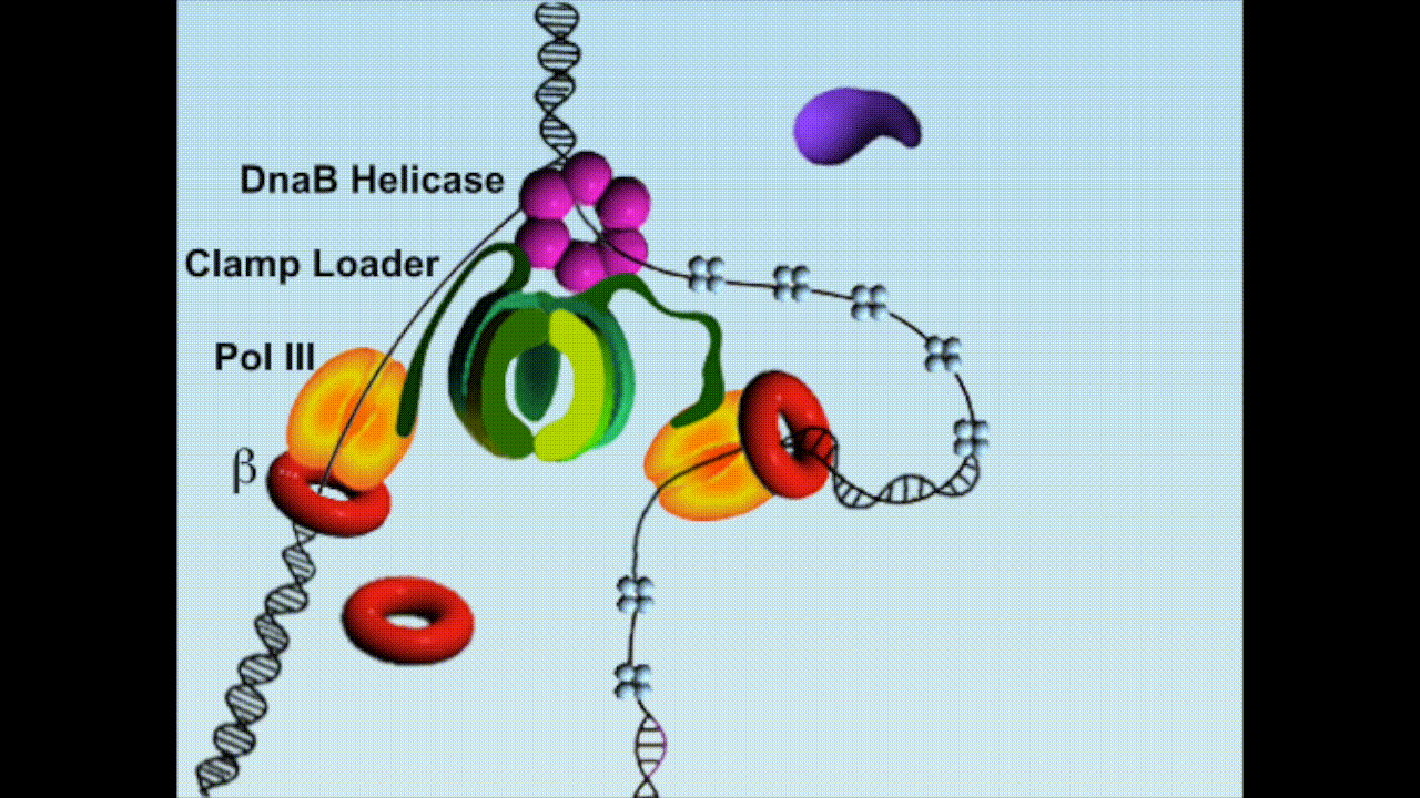 dna聚合酶作用部位图片