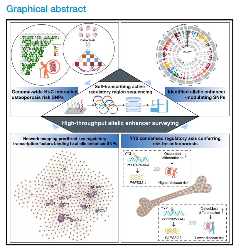 科技自立自强】西安交大科研人员在高通量解析骨质疏松症非编码易感变异 